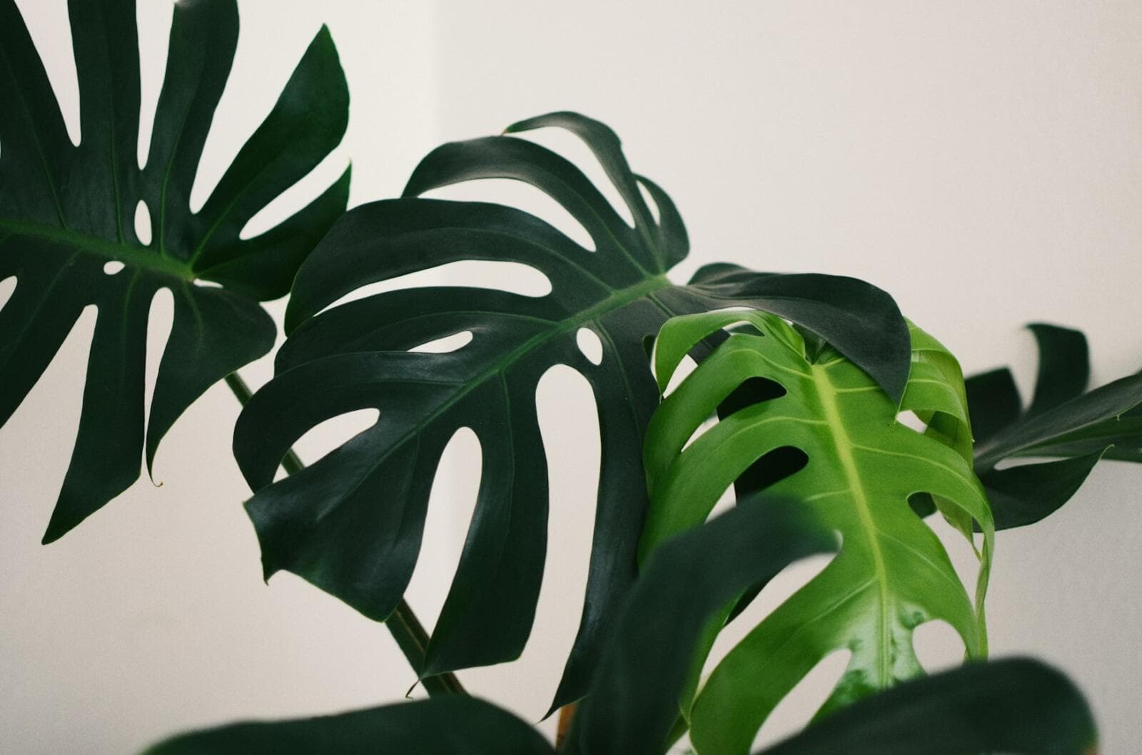 Employee Commission Agreement: Common Risk Points For Startups And SMBs